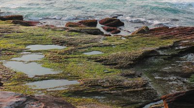 Green algae growing over coastal rocks and shallow pools at the water's edge