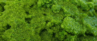 Algea 02