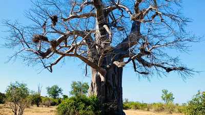 Baobab tree