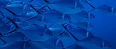 Fish 01