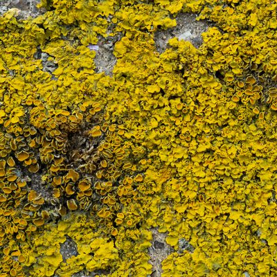 Lichen