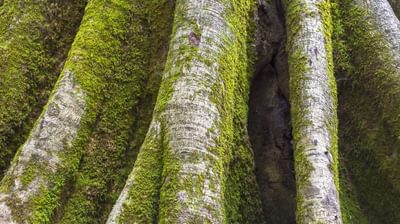 Moss Tree Lichen 08