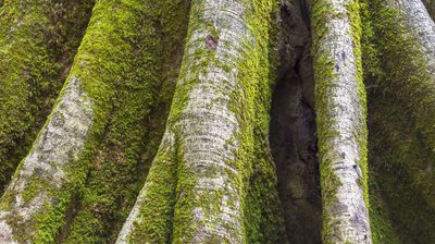 Lichen and moss growing across woodland tree trunks — the source of Vegetology's vegan vitamin D3