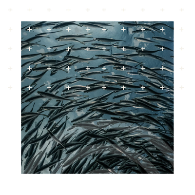 A dense shoal of small fish seen underwater