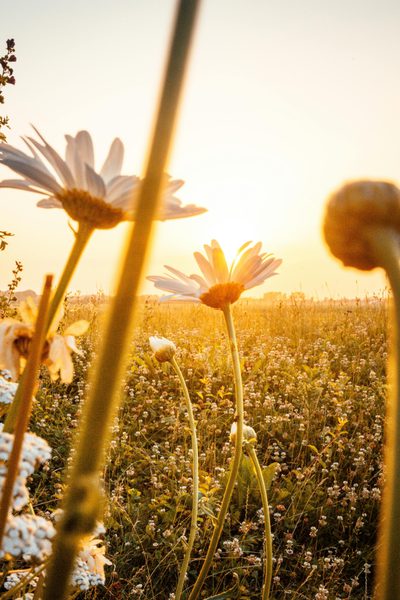 Ox-eye daisies backlit by golden sunlight, illustrating an article explaining colecalciferol