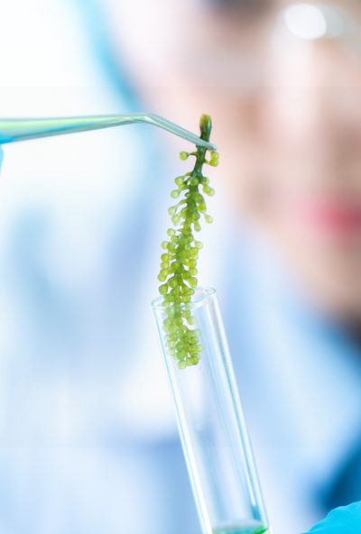 Microalgae 1